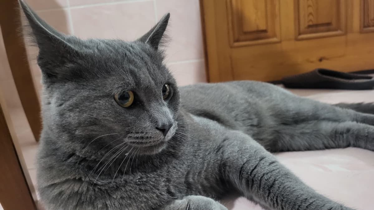Pati Bozomi British Shorthair Kedi, Trabzon