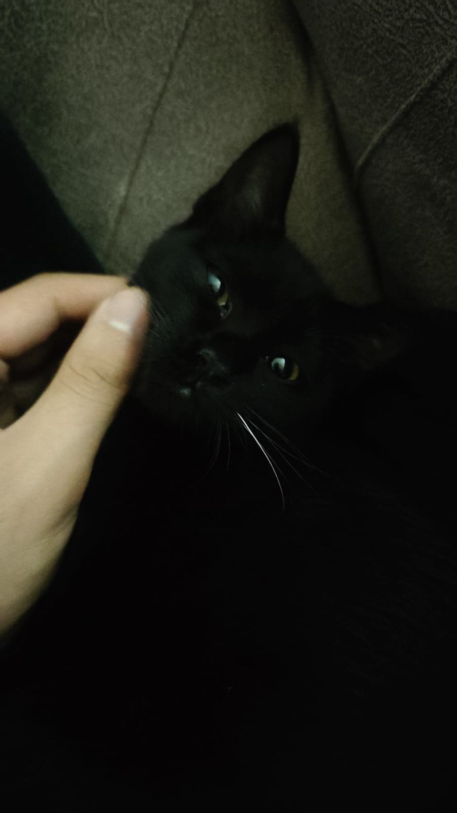 Sushi Melez Kedi, Ankara