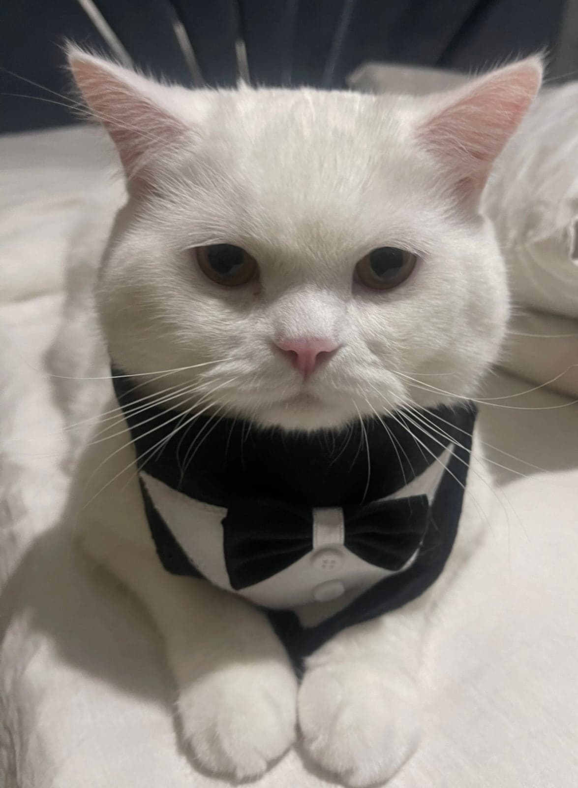 Zeus British Shorthair Kedi, İstanbul