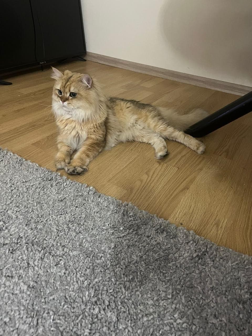 Bosbos British Longhair Kedi, İstanbul