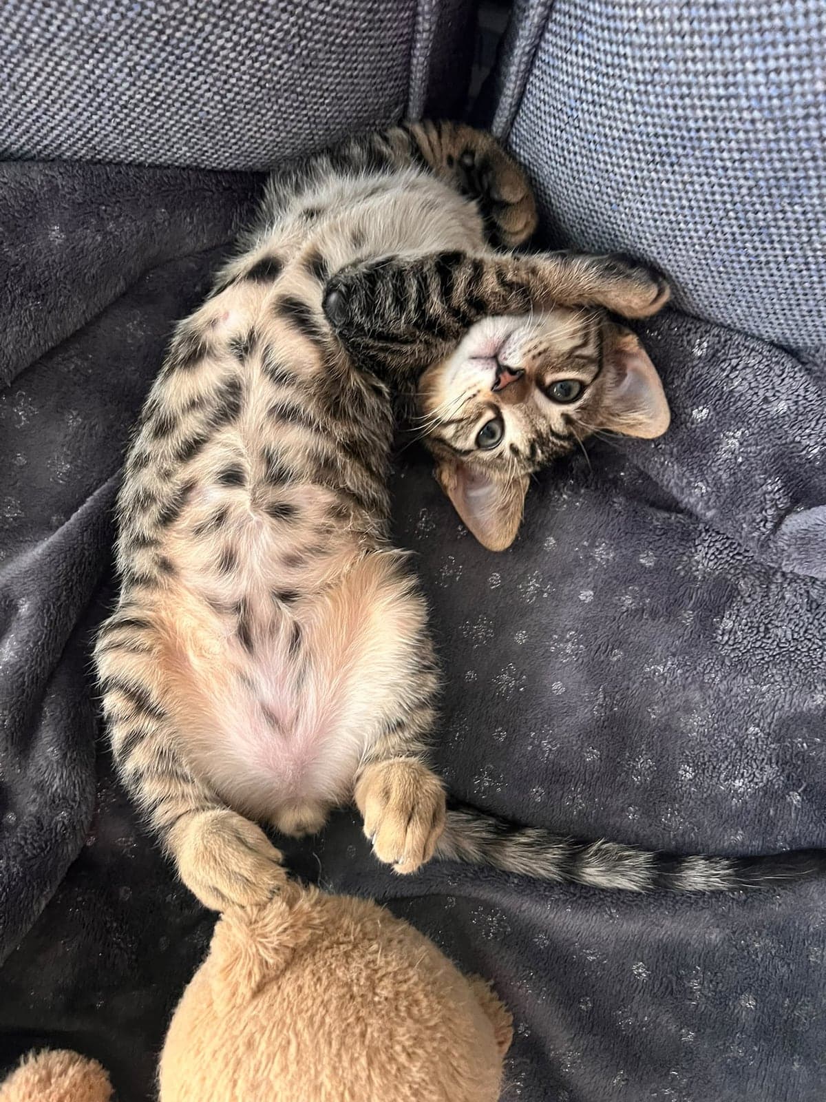 Leo Tekir Kedi, İstanbul