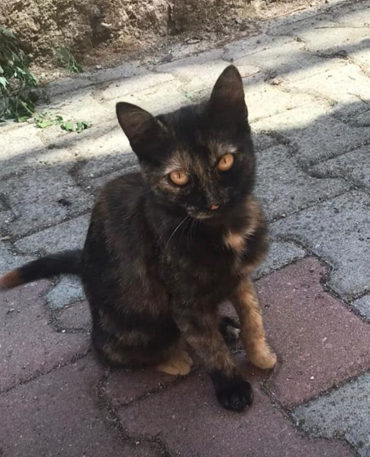 Şanslı Sokak Kedisi Kedi, Ankara