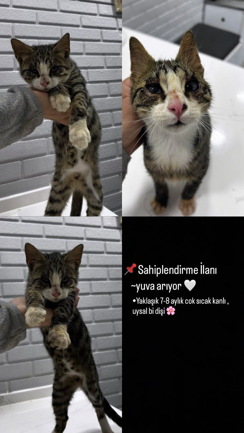 Kedi Sokak Kedisi Kedi, Balıkesir