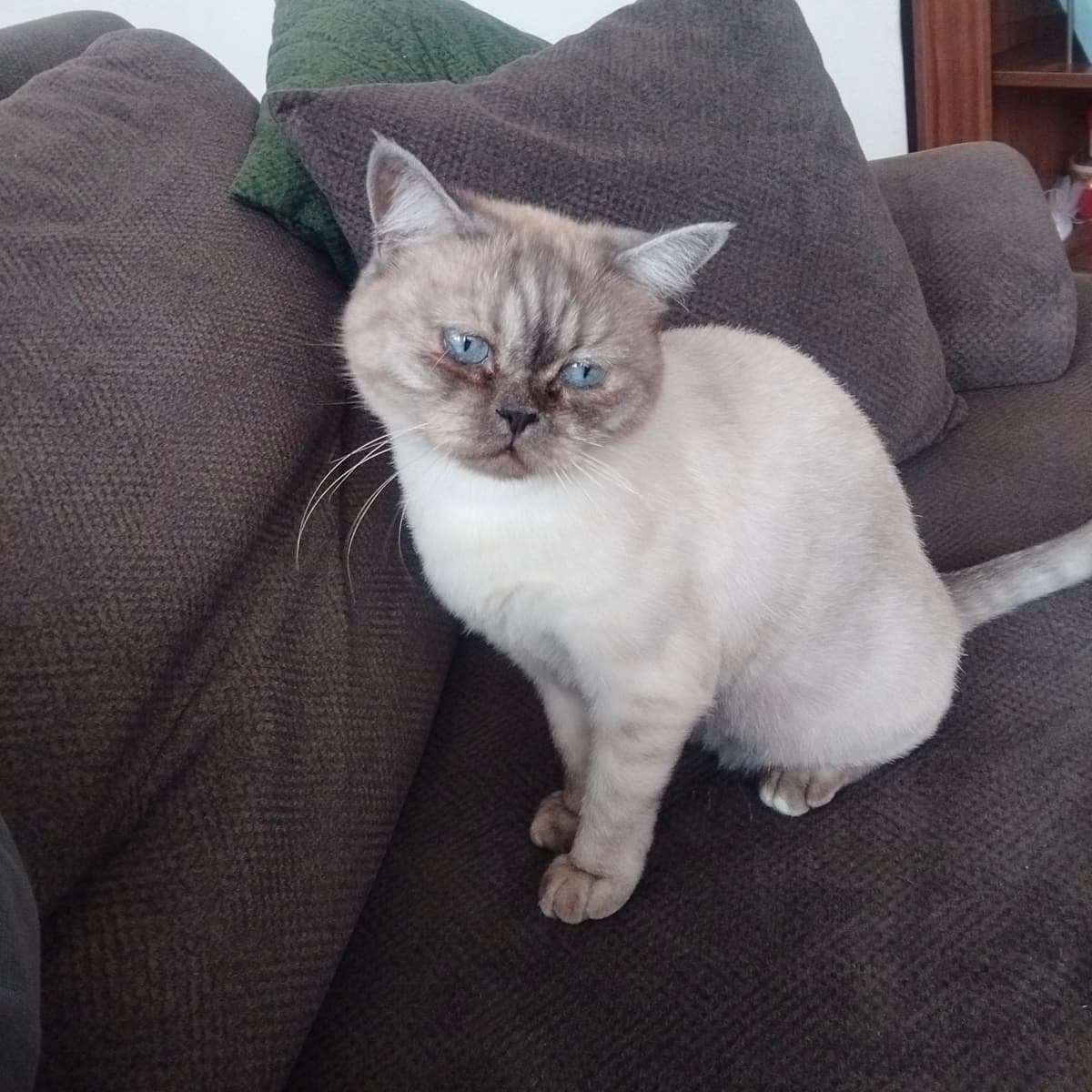Mavi Melez Kedi, Ankara