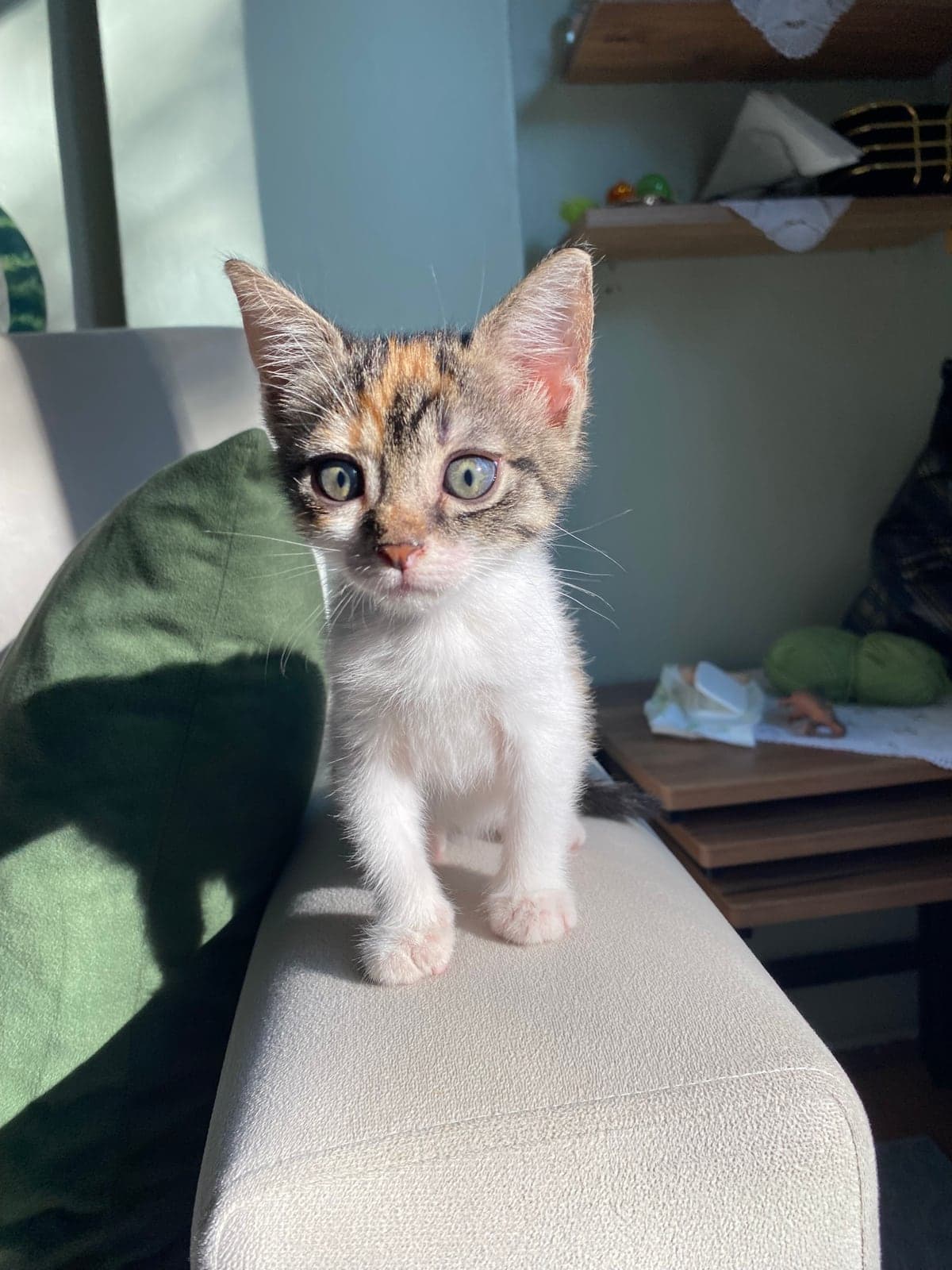 nohut Sokak Kedisi Kedi, İstanbul