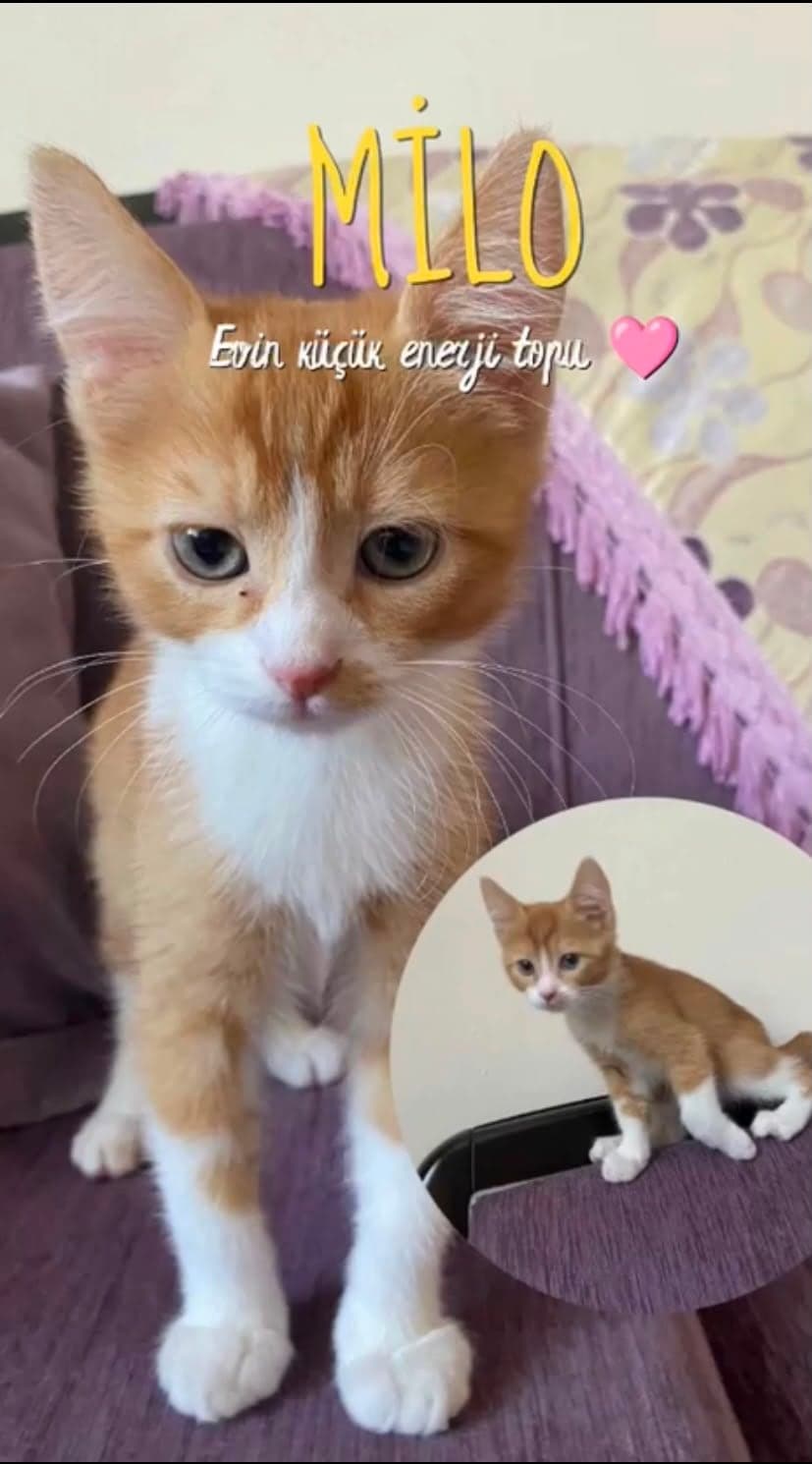 Mia, Milo, Moka, Luna Bilmiyorum Kedi, Ankara