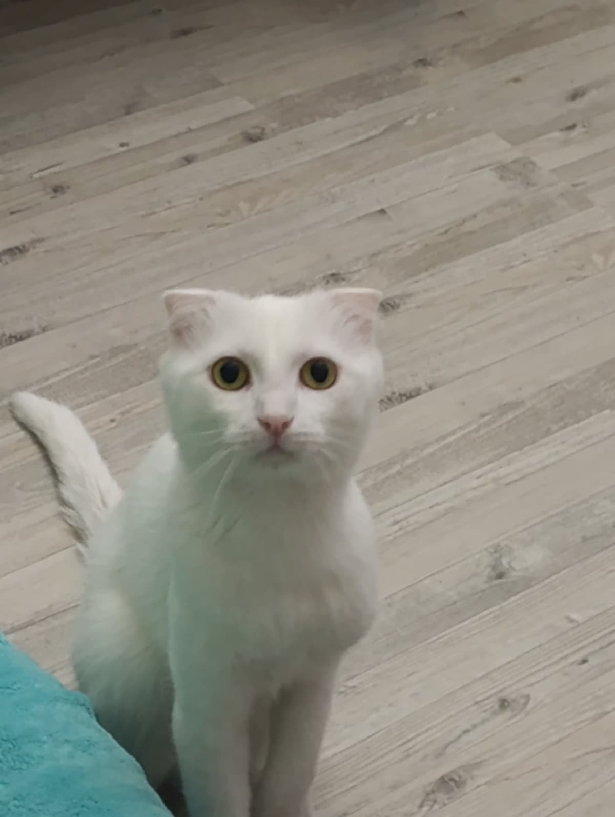 Paşa Scottish Fold Kedi, Ankara