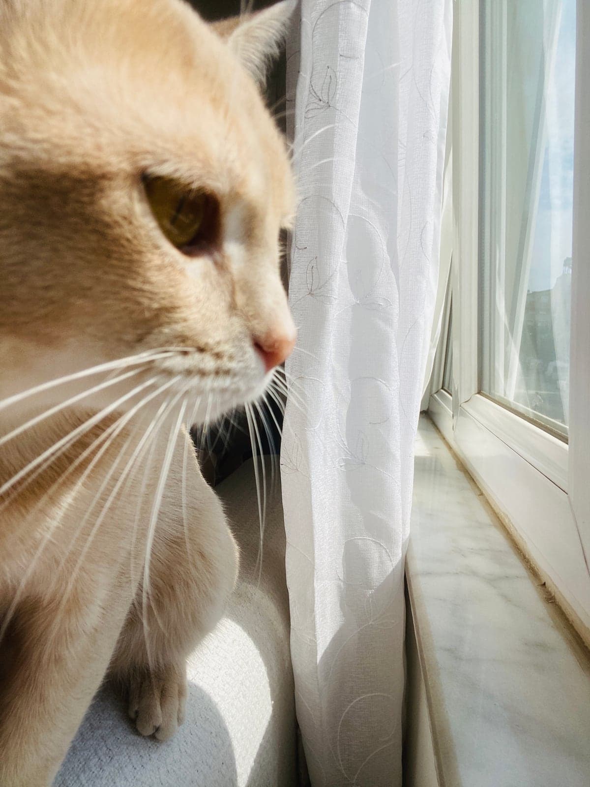 Taçın Bilmiyorum Kedi, Antalya