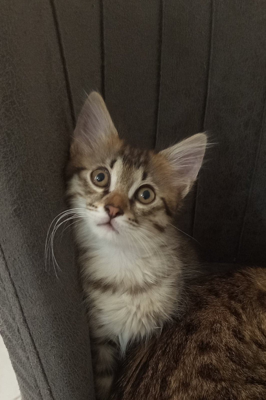 Cücük: Bilmiyorum Kedi, Sivas
