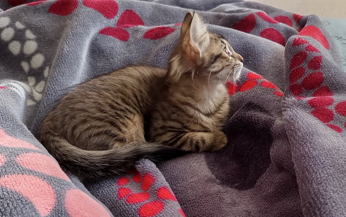 Cücük: Bilmiyorum Kedi, Sivas