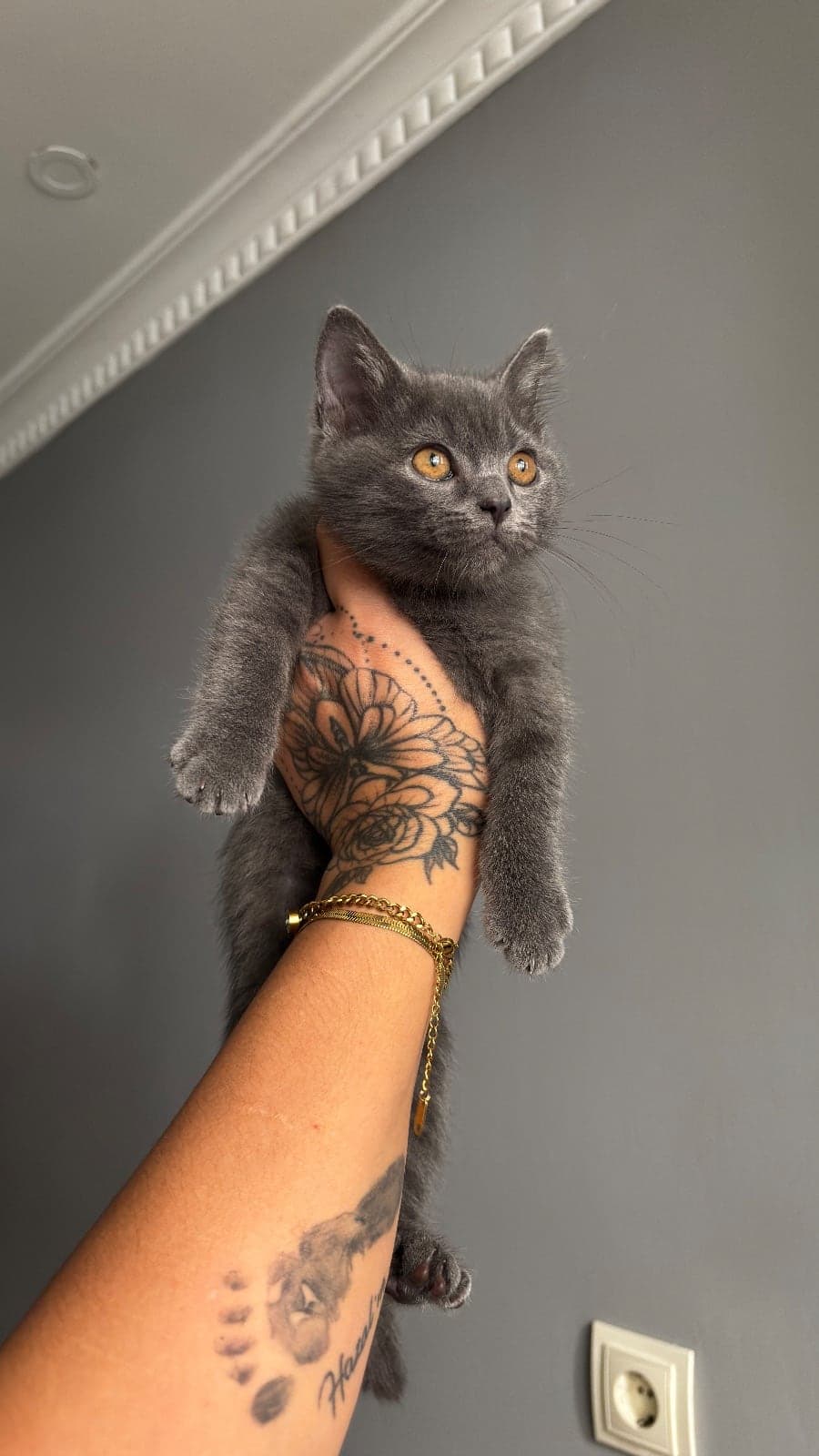 Luna kiki British Shorthair Kedi, İstanbul