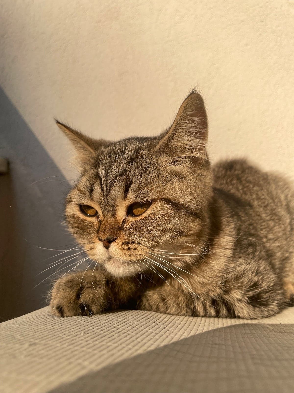 Dişi nin adı luna erkeğin adı leo koymuştuk British Shorthair Kedi, Giresun