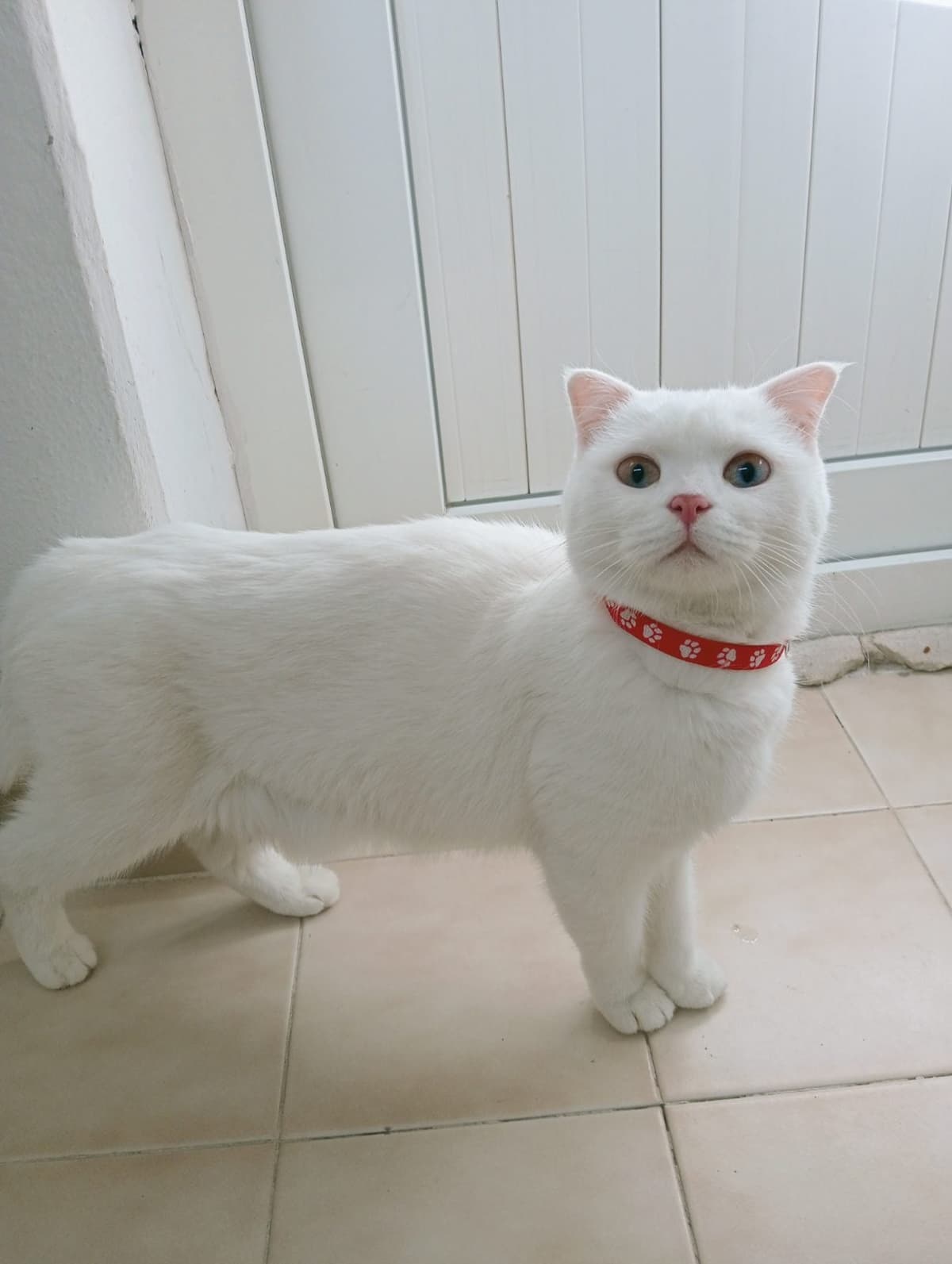 Pamuk Scottish Fold Kedi, İzmir