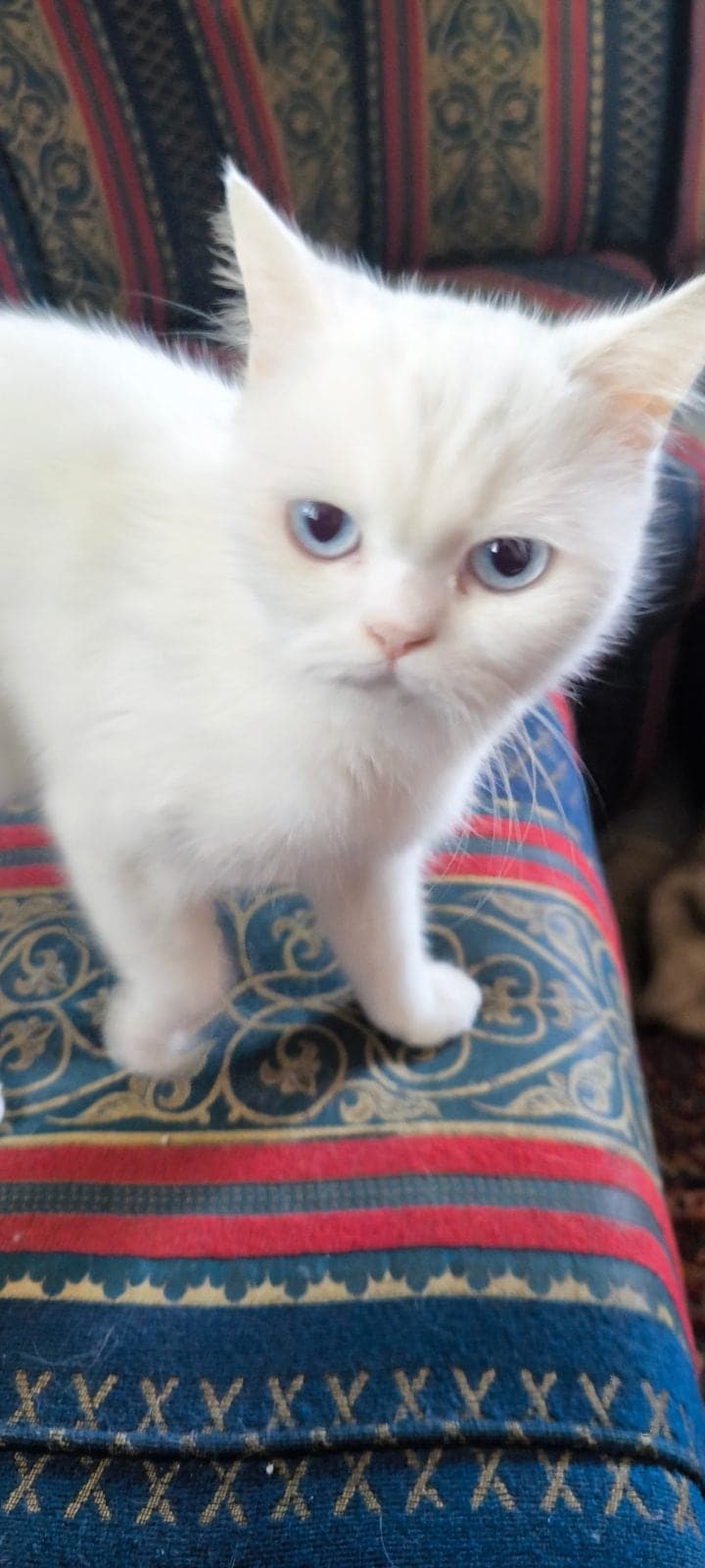 Kedi British Shorthair Kedi, Antalya
