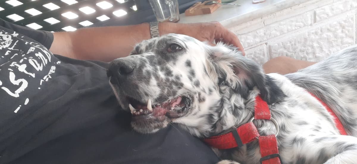 Nazlı English Setter Köpek, İzmir