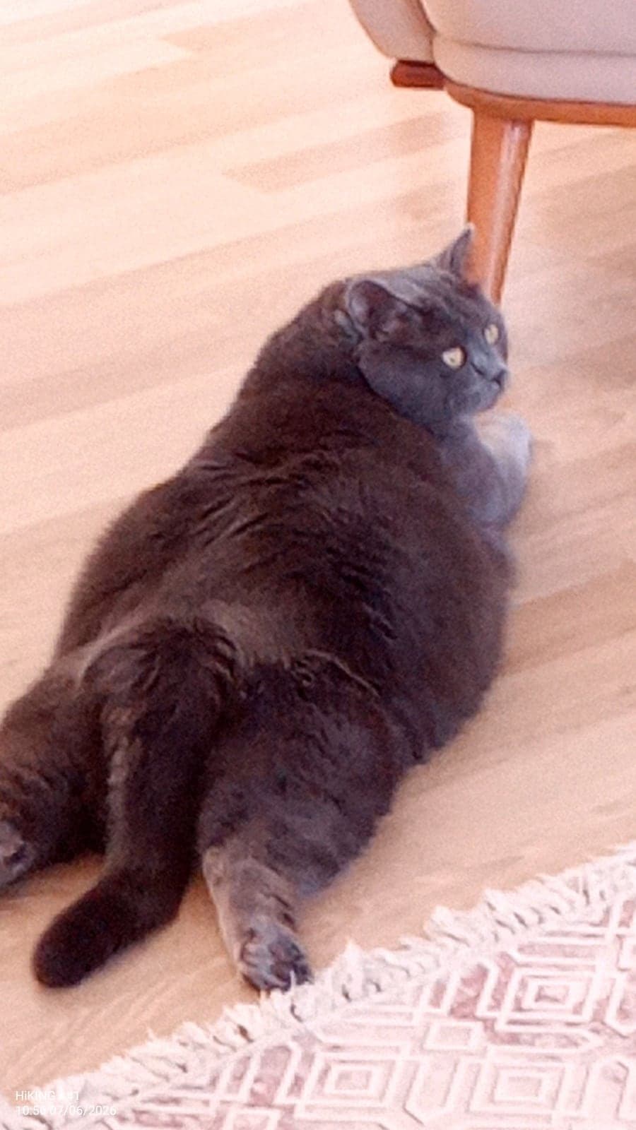 Ares British Shorthair Kedi, Aydın