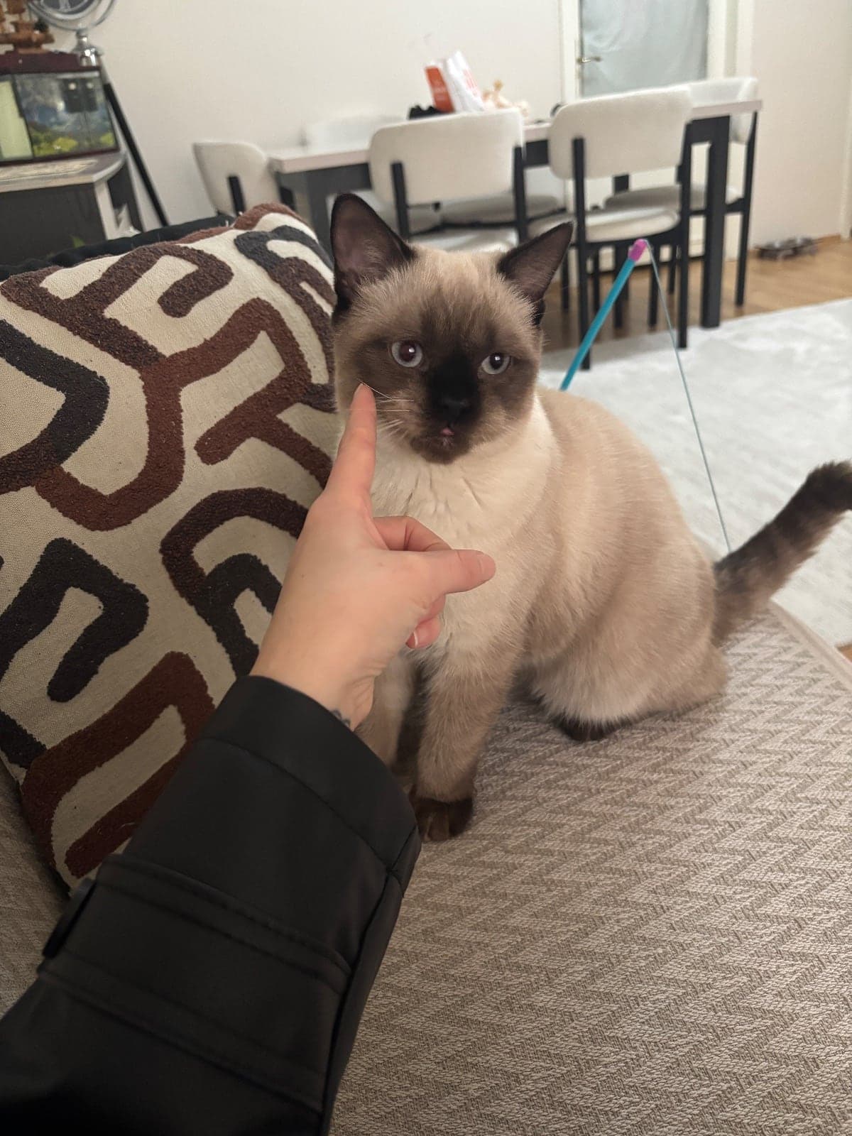Rıfkı Melez Kedi, İstanbul