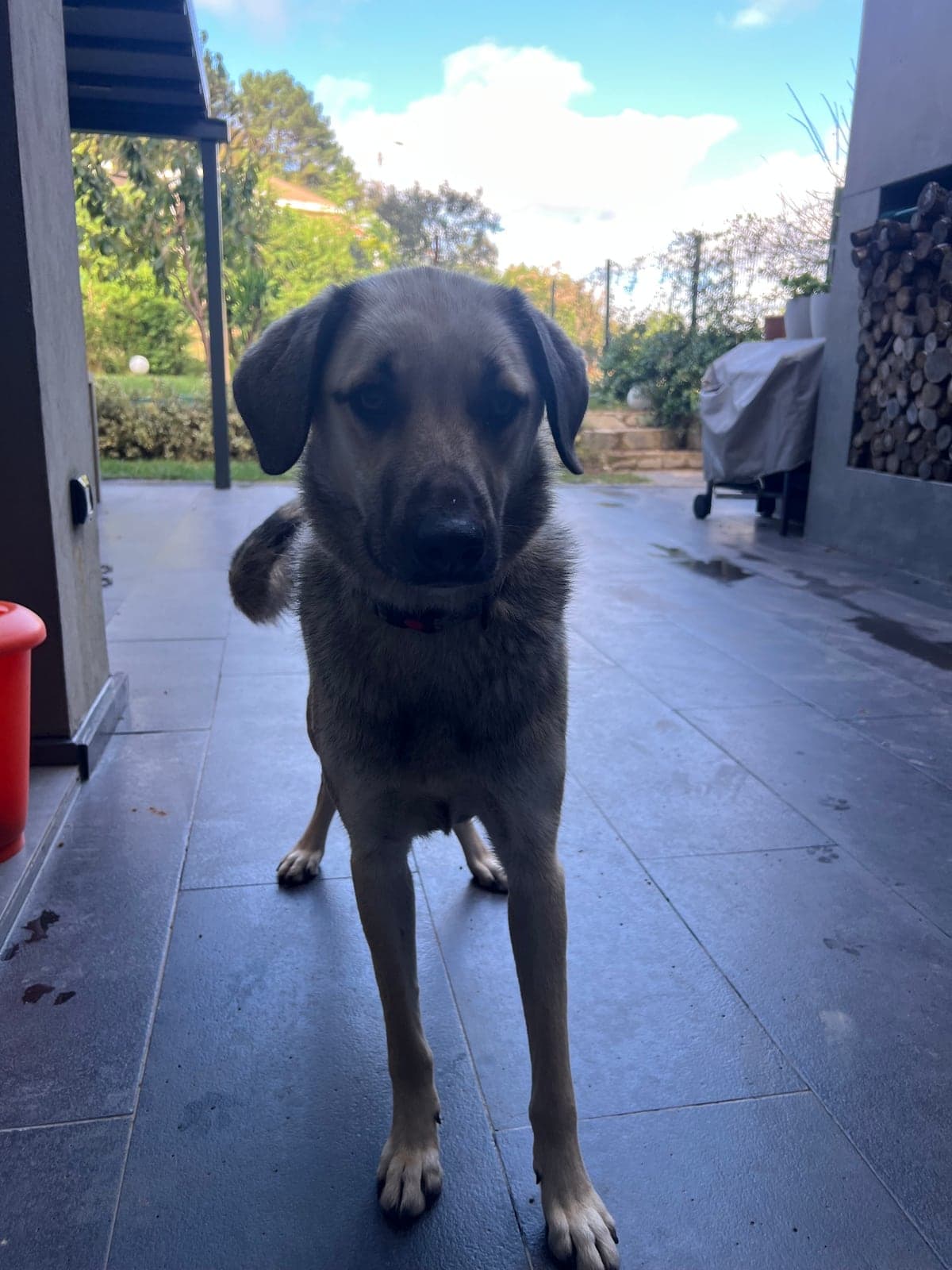 reçel Bilmiyorum Köpek, İstanbul