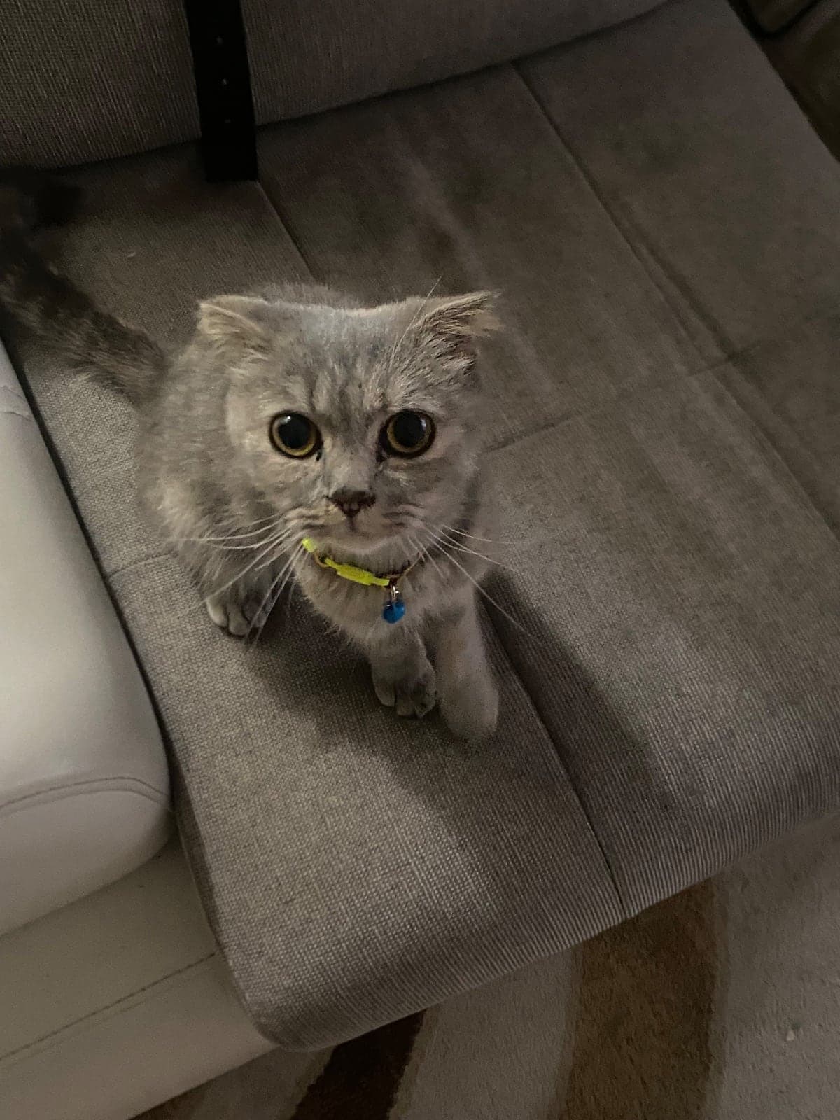 - Scottish Fold Kedi, Bursa