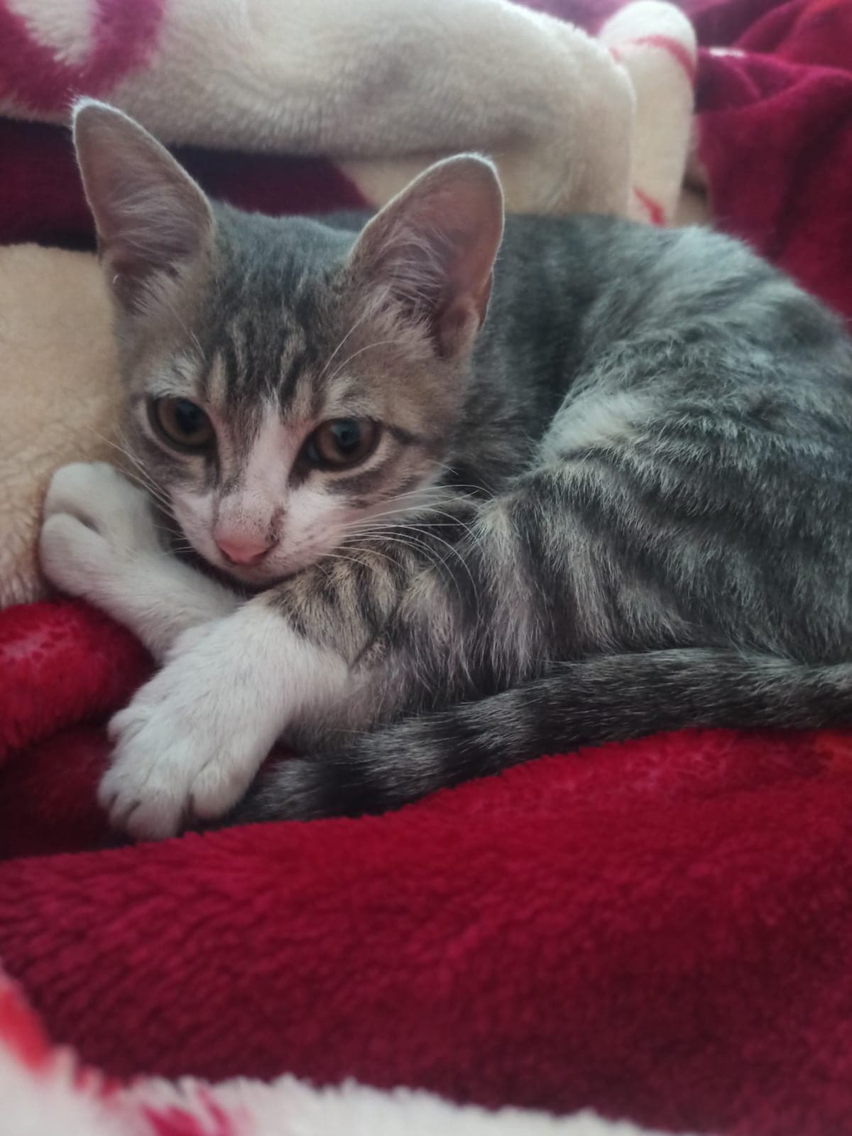 Mia Tekir Kedi, İstanbul