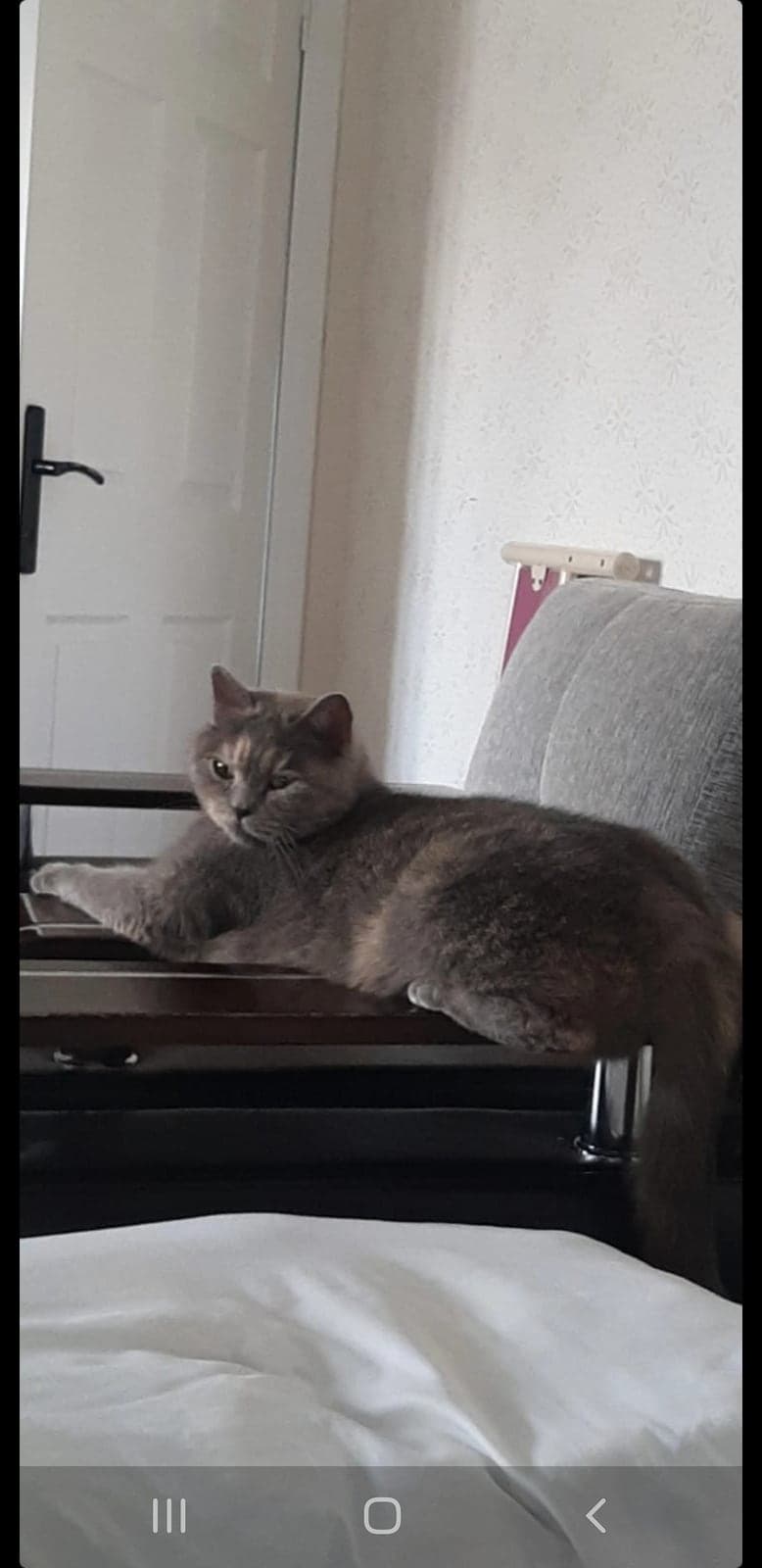 Duman British Shorthair Kedi, Ankara