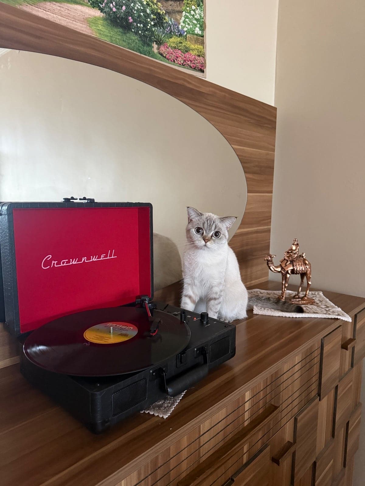 Şeker British Shorthair Kedi, Sakarya
