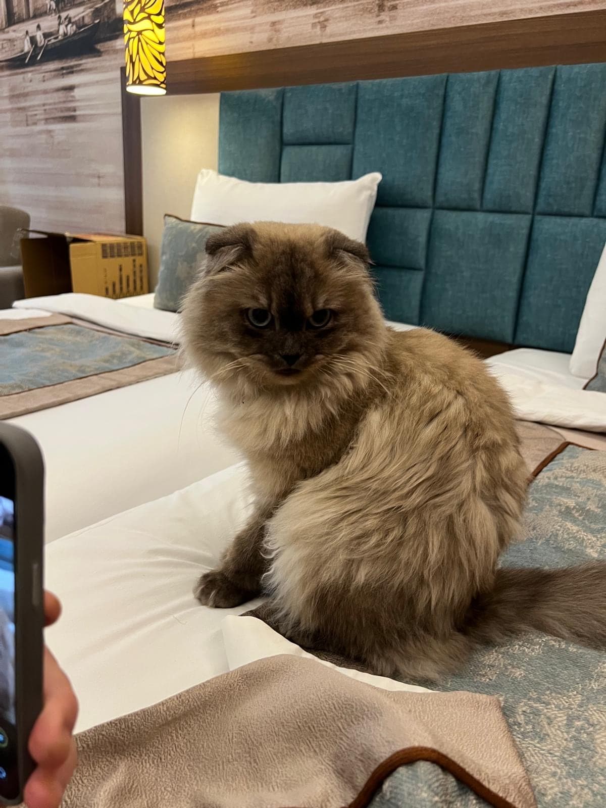 Duman British Longhair Kedi, İstanbul