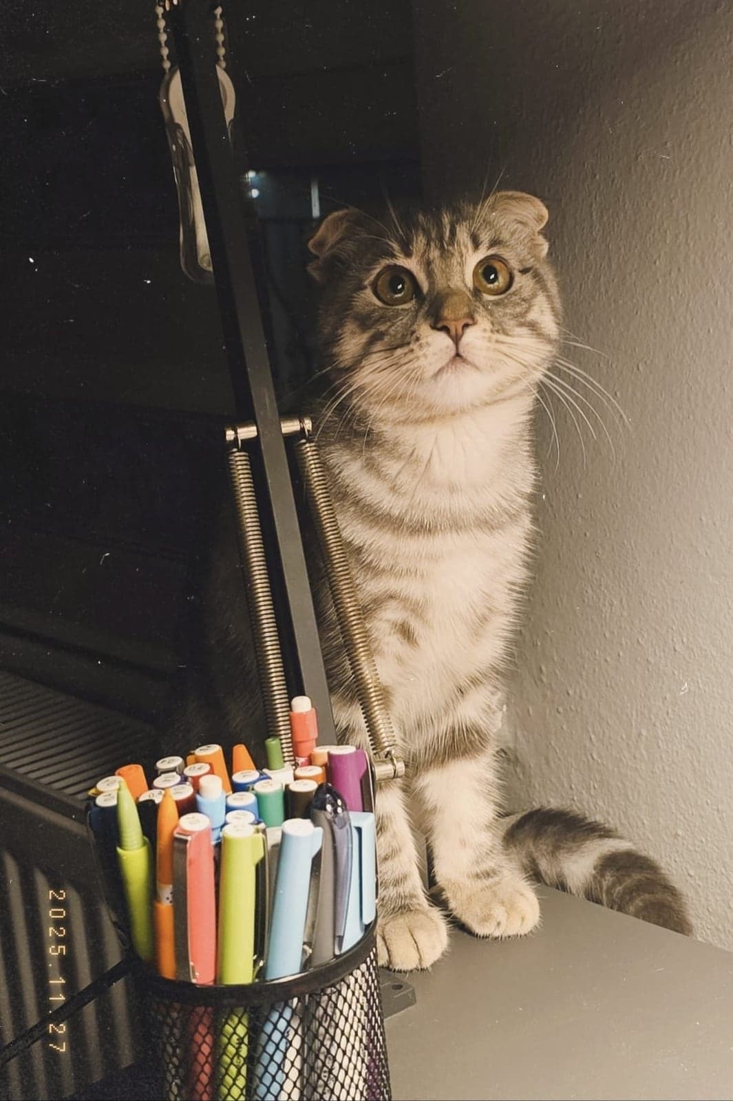 Duman Scottish Fold Kedi, Antalya