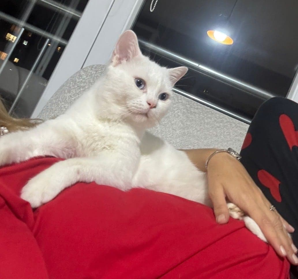 Bulut British Shorthair Kedi, İstanbul
