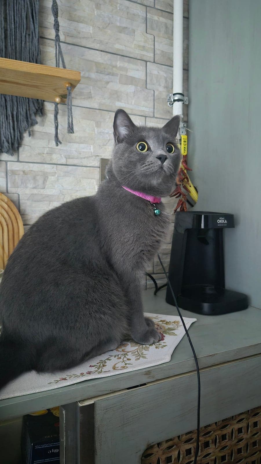 Balım British Shorthair Kedi, Trabzon