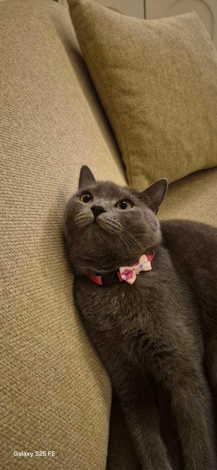 Balım British Shorthair Kedi, Rize