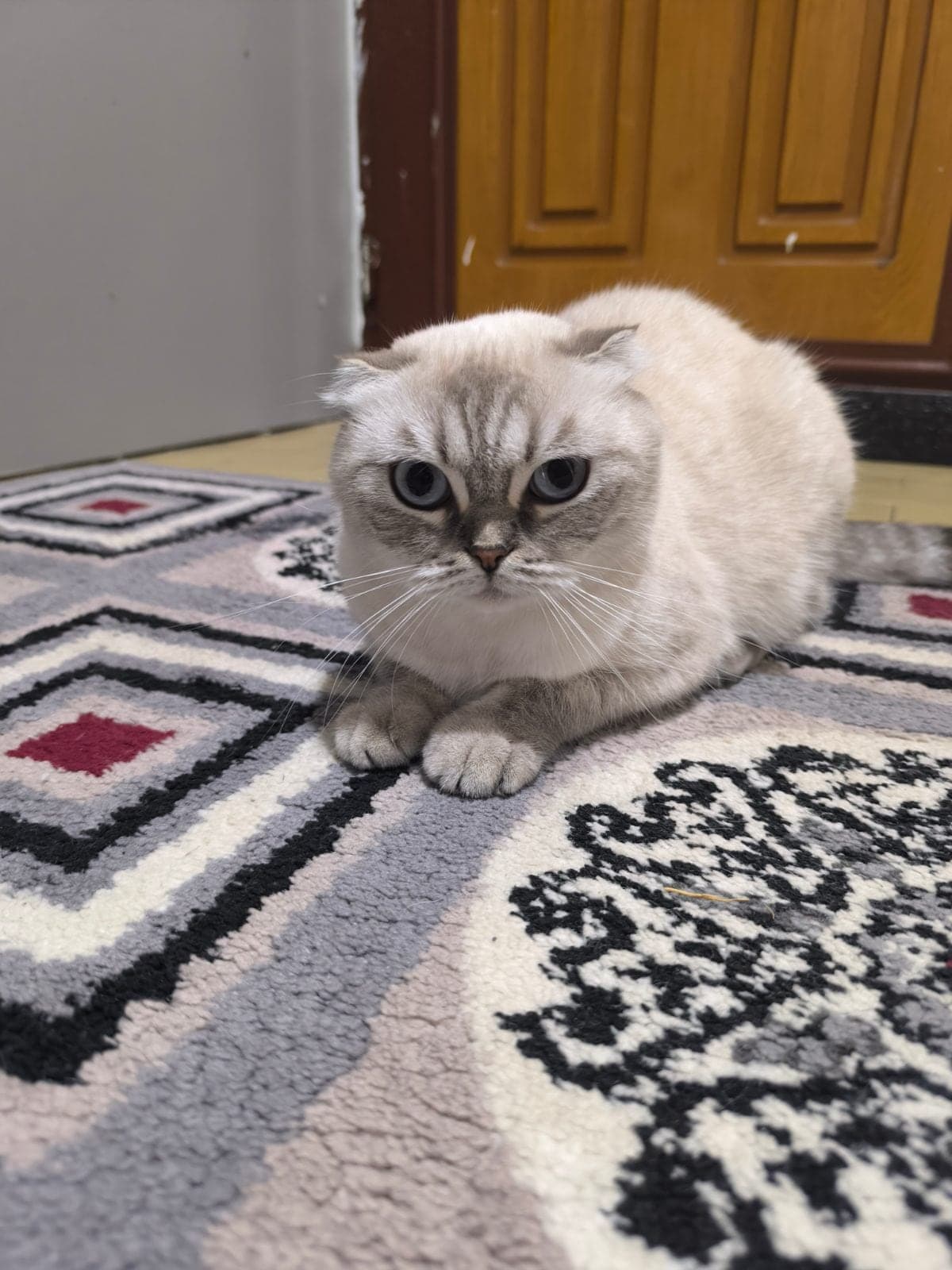 Pamuk Scottish Fold Kedi, Ankara
