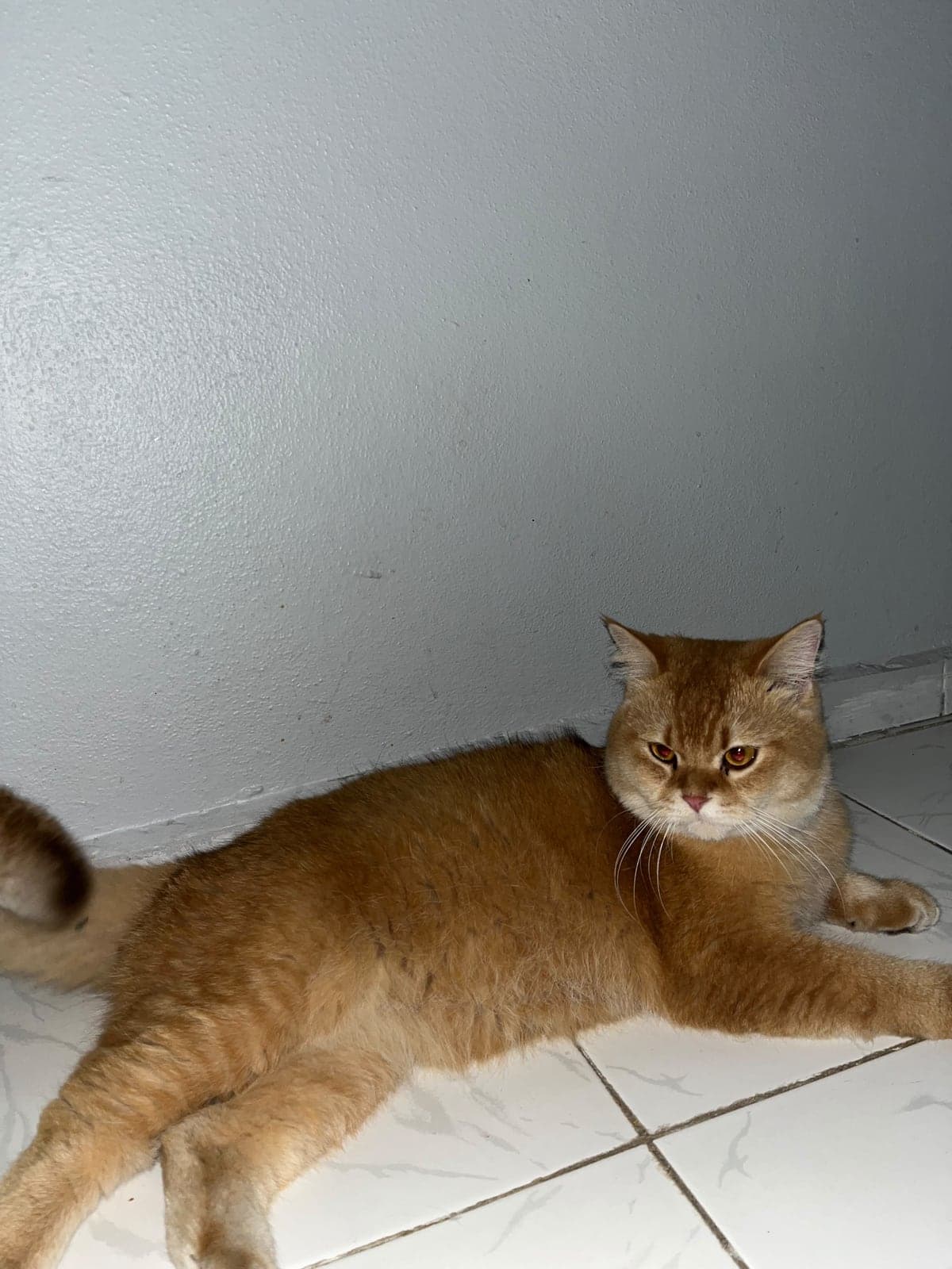 British Shorthair 1 yaşında kısır değil.sokakta buldum korumaya aldım.inanilmaz güzel ve uysal . British Shorthair Kedi, İstanbul
