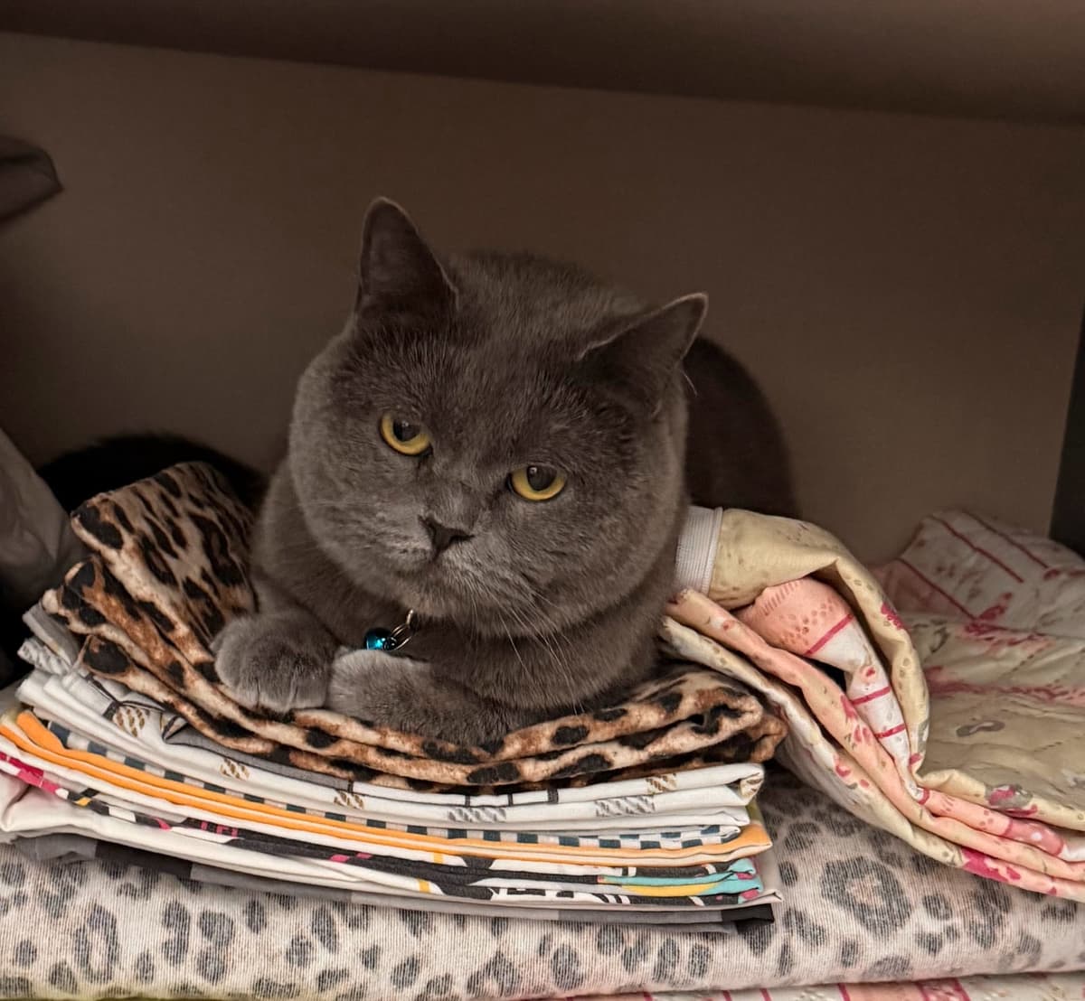 Osman British Shorthair Kedi, İstanbul