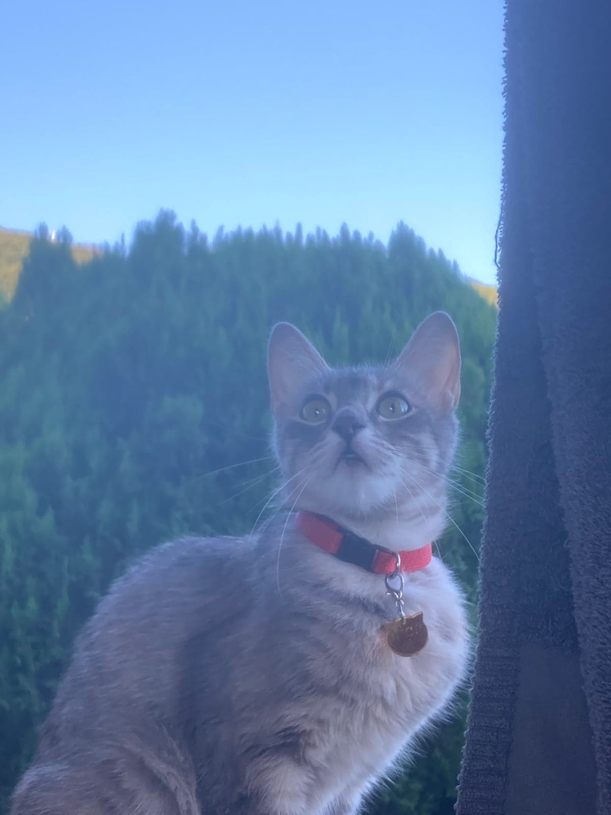 Özgü Melez Kedi, İstanbul