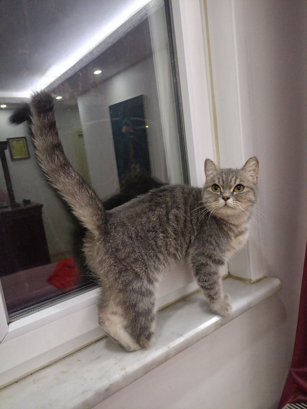 British Shorthair · Kedi British Shorthair Kedi, İstanbul