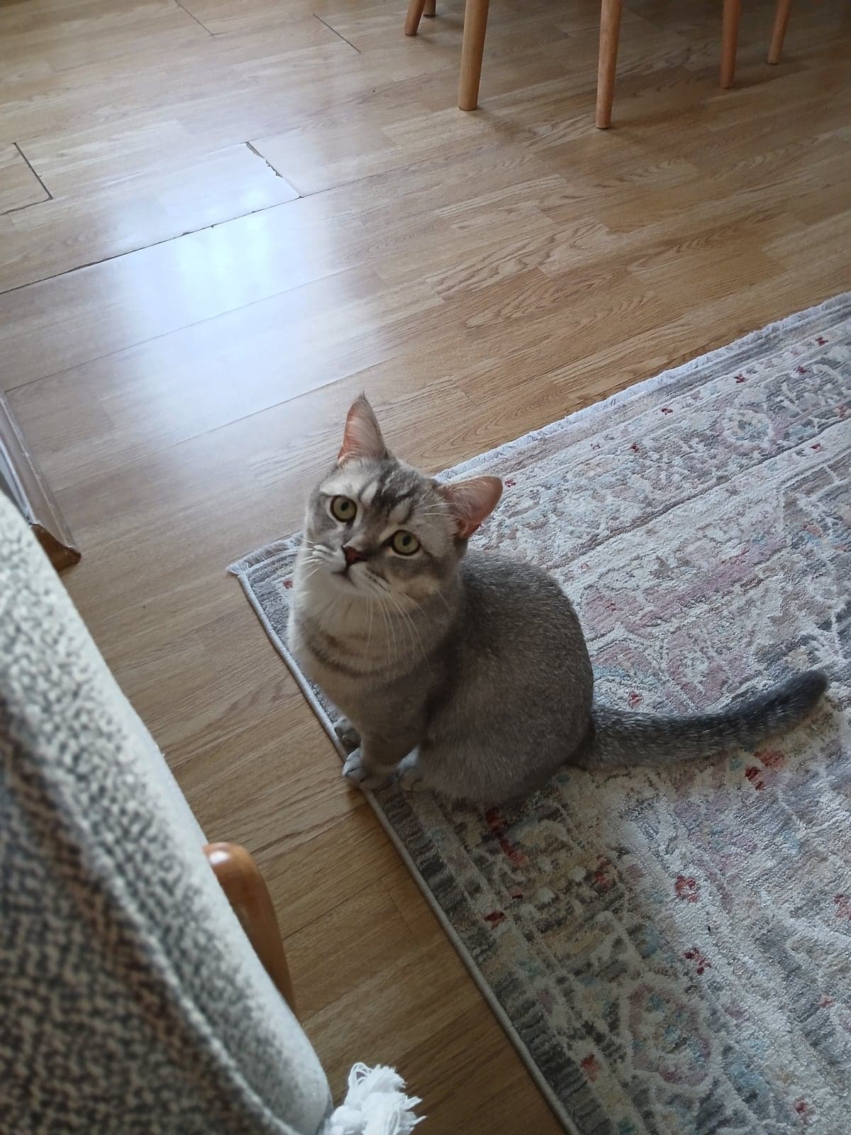 Paşa Bilmiyorum Kedi, İstanbul