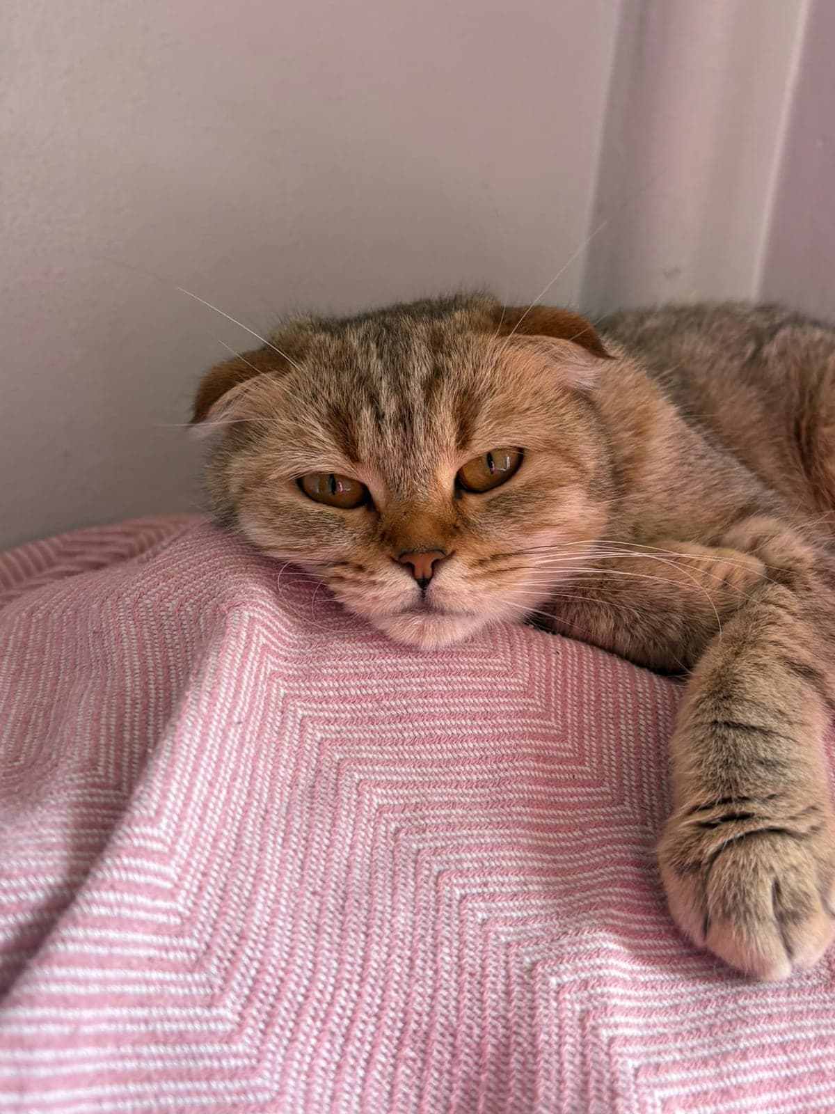 Bal Scottish Fold Kedi, İstanbul