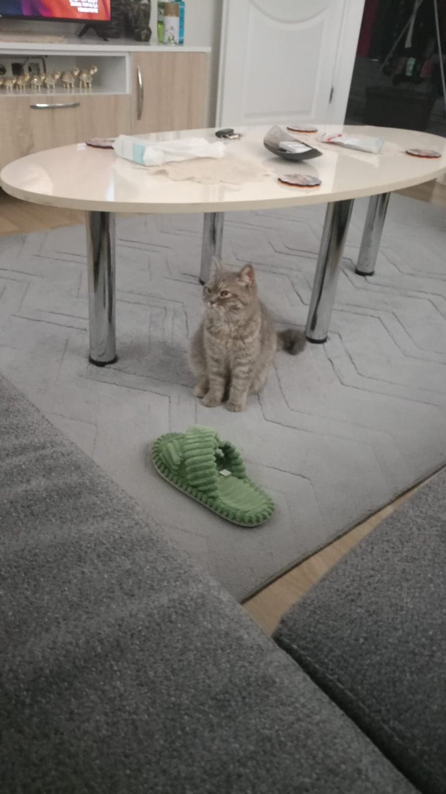 Duman British Shorthair Kedi, İzmir