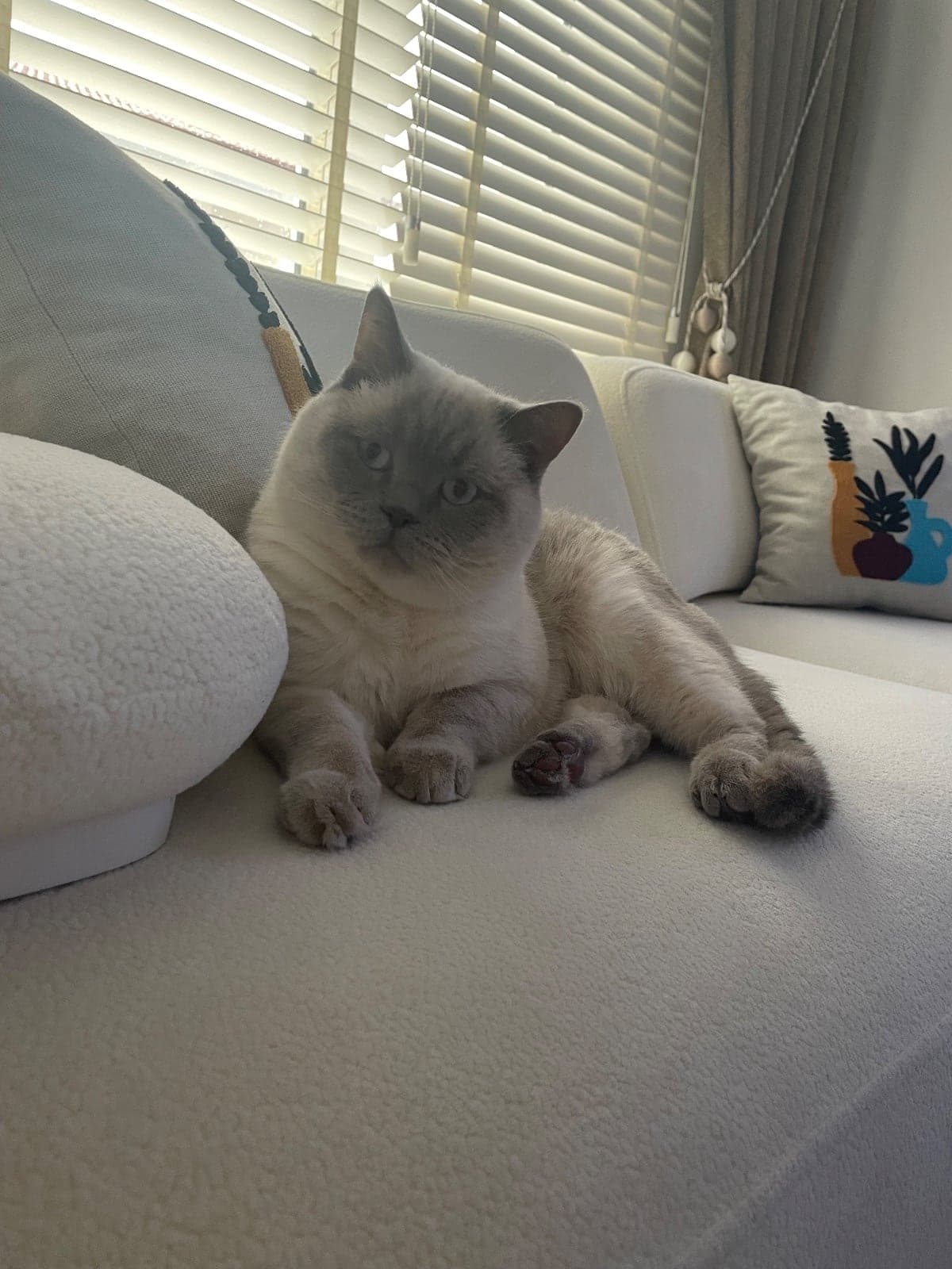 Bulut British Shorthair Kedi, Ankara
