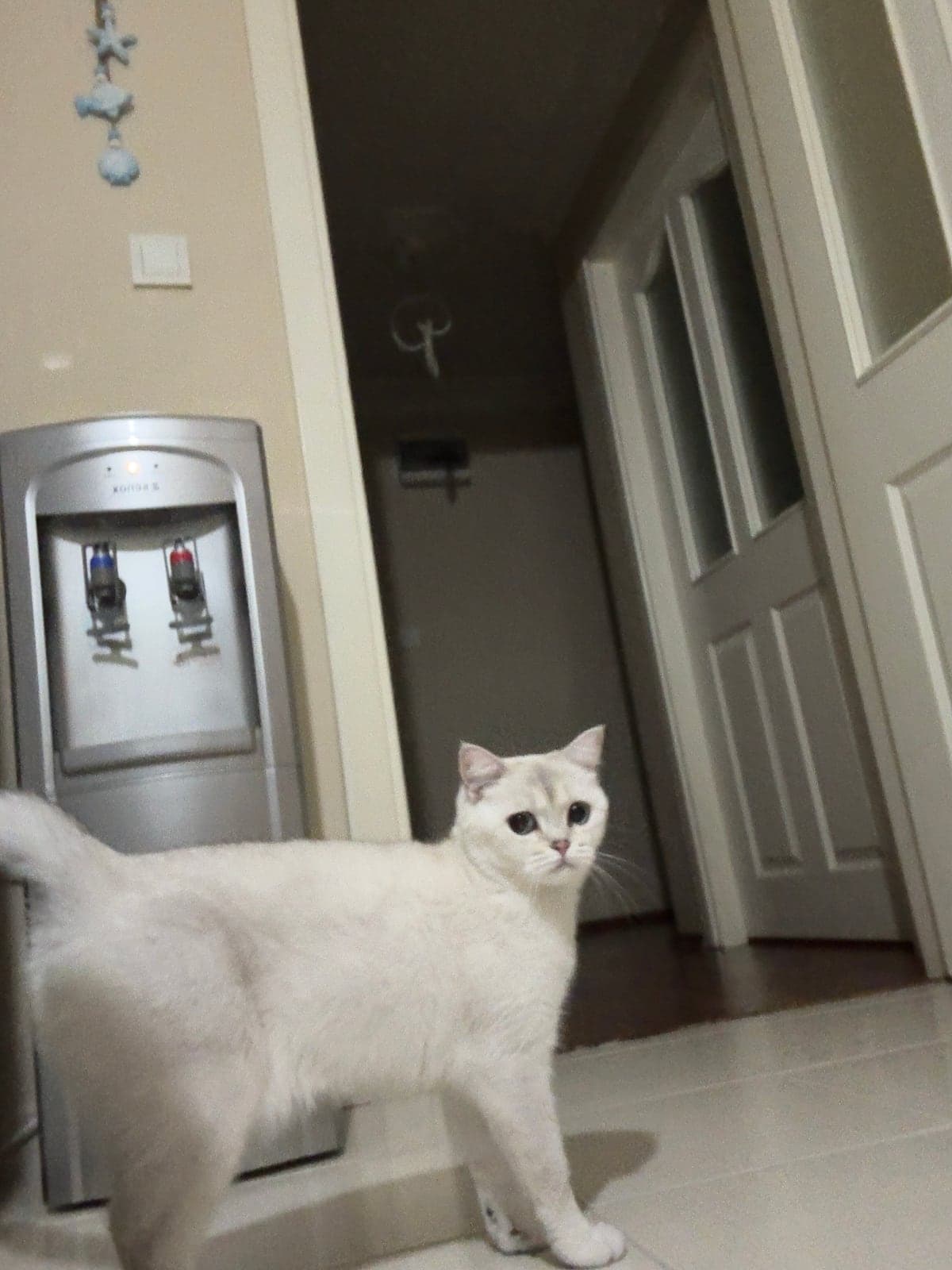 Sütlaç British Shorthair Kedi, Bursa