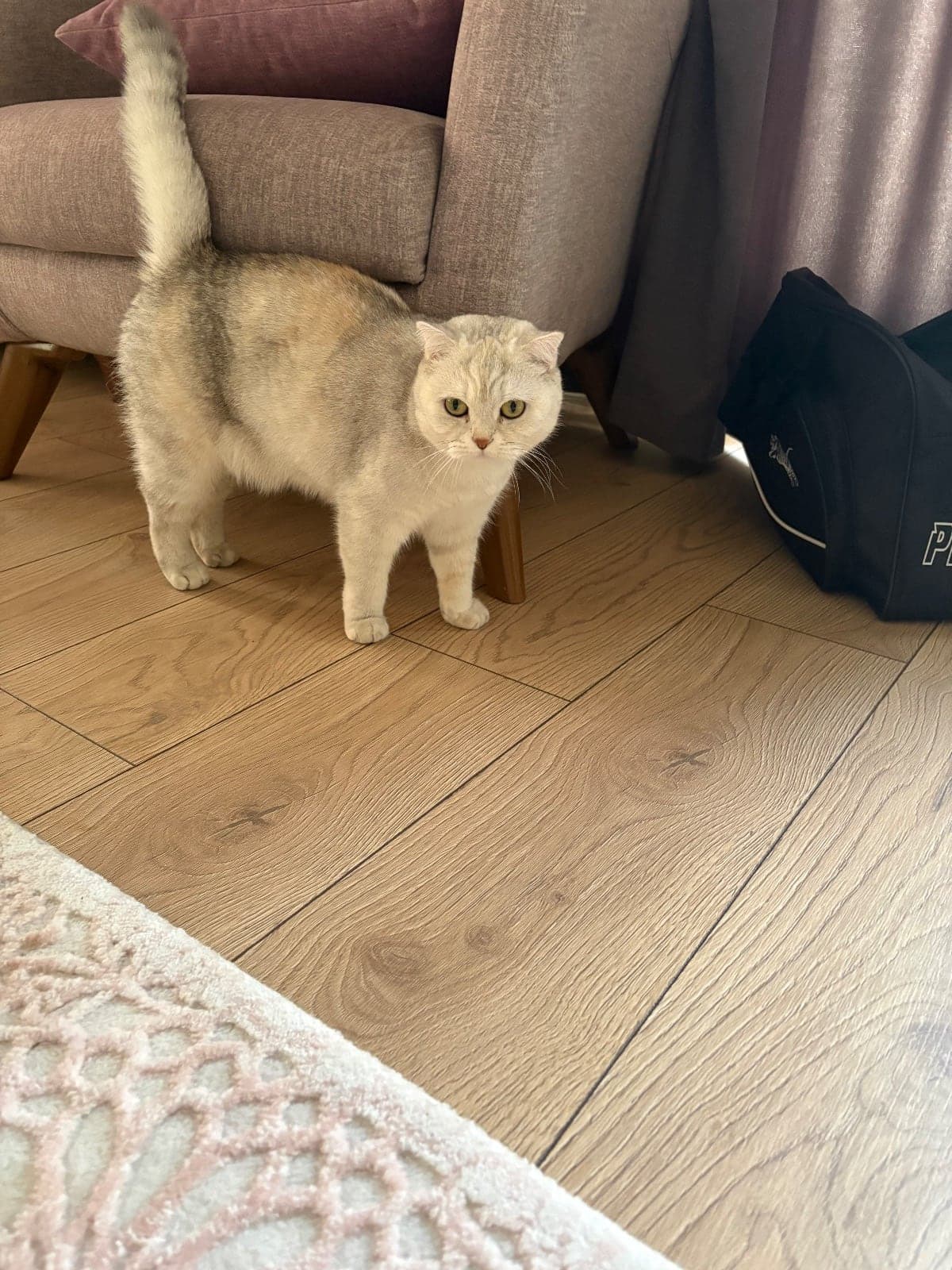 Latte Scottish Fold Kedi, İzmir