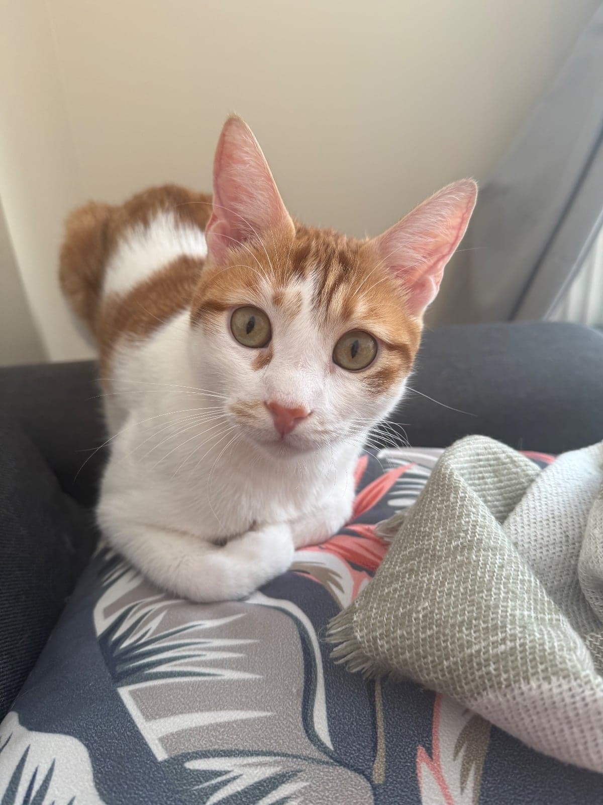 Ferhan Sokak Kedisi Kedi, İstanbul