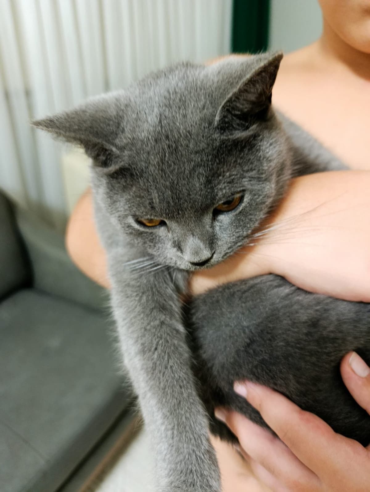 Peri British Shorthair Kedi, Kocaeli