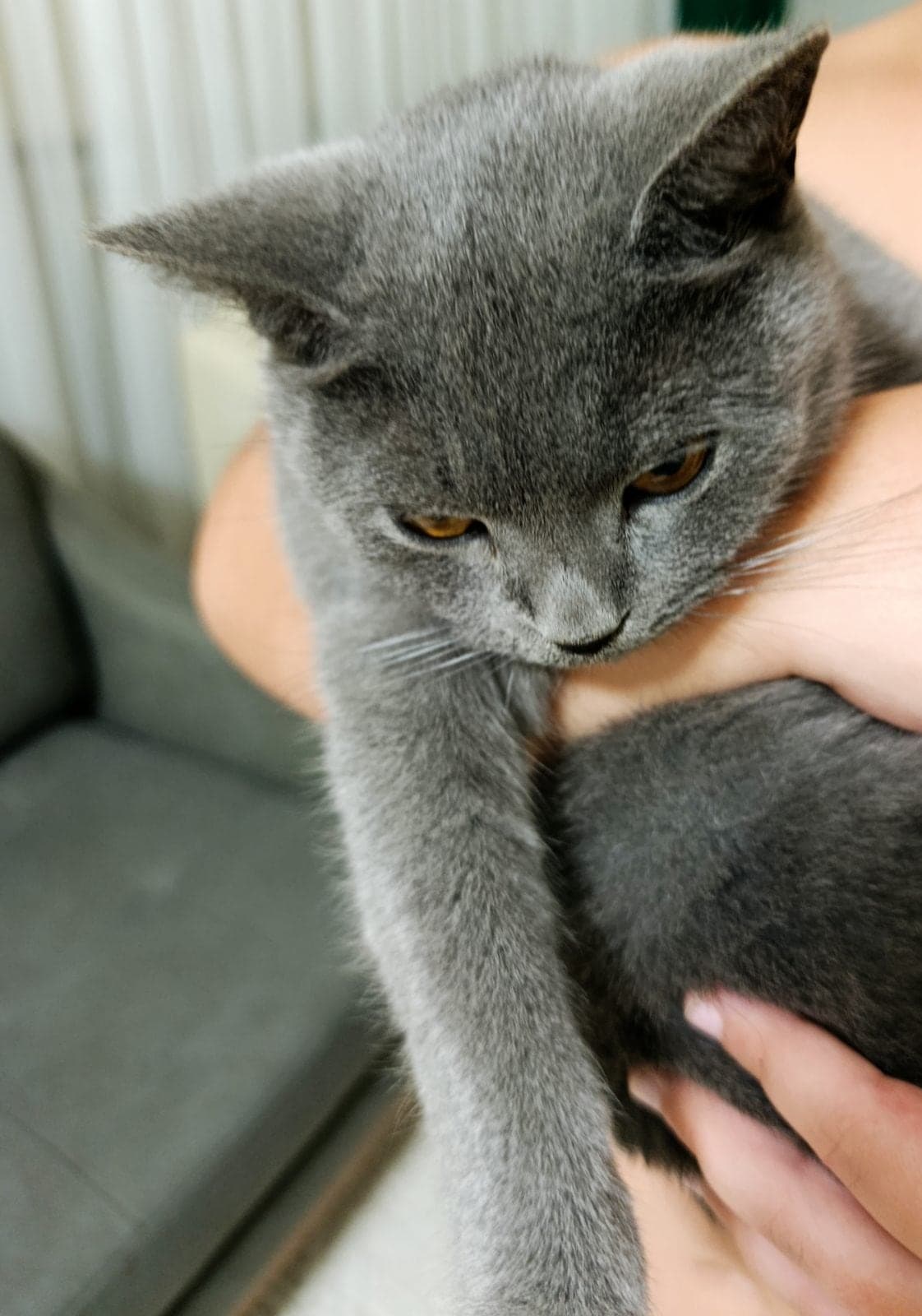 Peri British Shorthair Kedi, Kocaeli