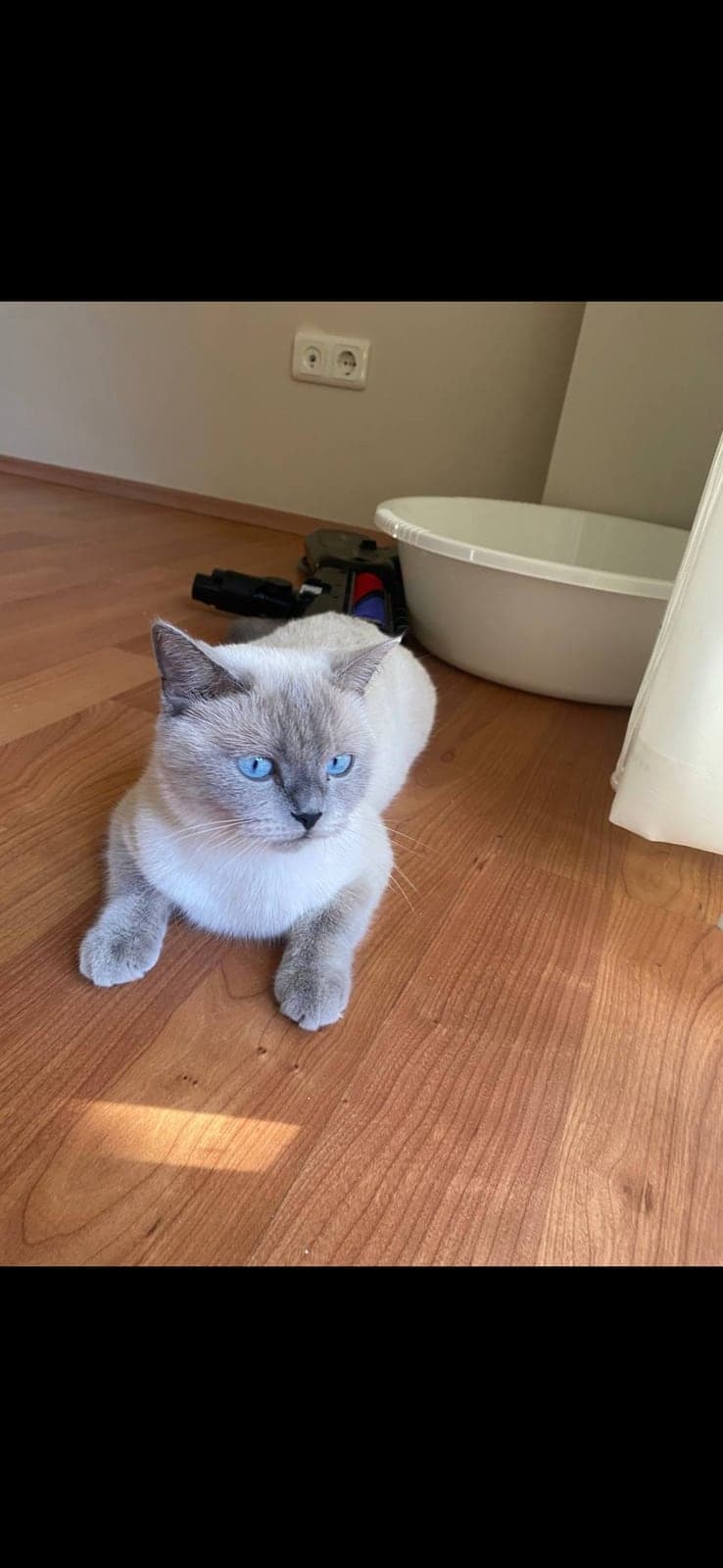 Pamuk British Shorthair Kedi, İstanbul