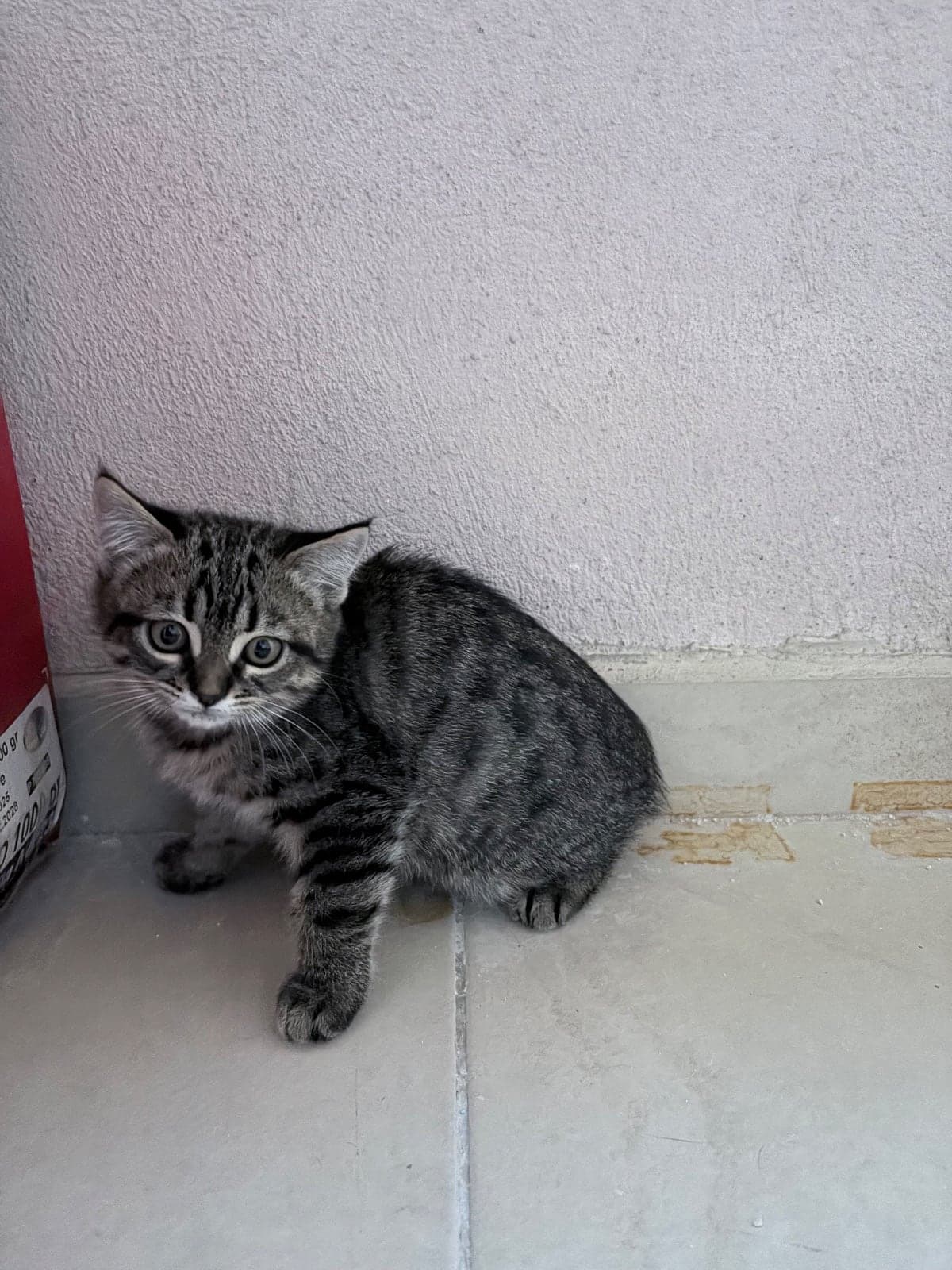 İsimsiz Melez Kedi, Sakarya