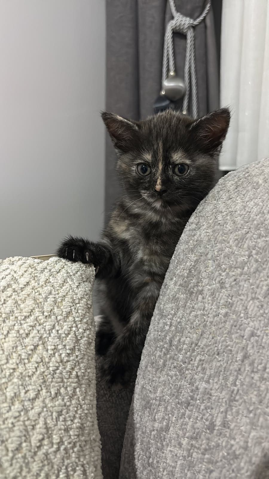 Mia Melez Kedi, Sakarya