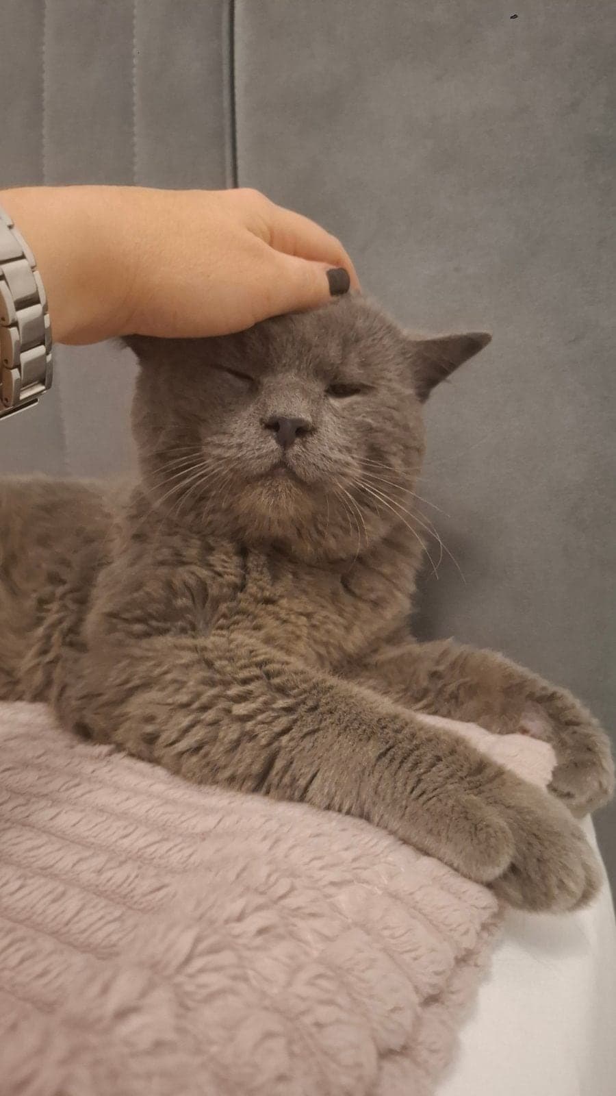 İsimsiz British Shorthair Kedi, Eskişehir
