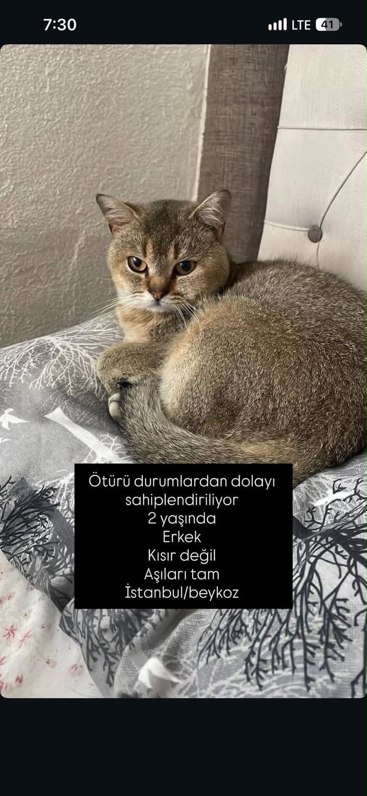 pablo British Shorthair Kedi, İstanbul